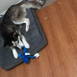 Meet your Posher, Hector